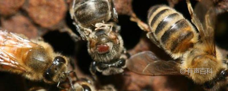 小蜂螨的治疗方法及预防措施
