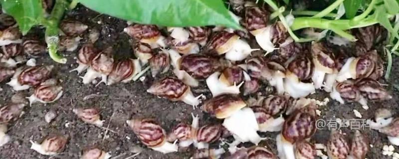蜗牛养殖的三种方法：露天养殖、室内养殖、塑