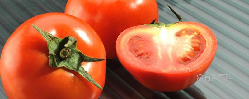 如何进行番茄的无土栽培？技巧及注意事项