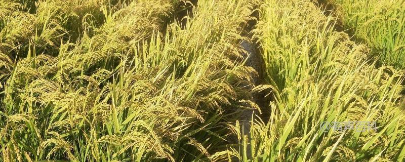 唯农209水稻种子介绍，主茎叶片达14片
