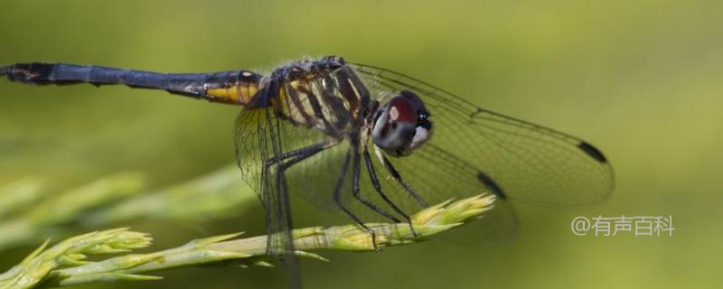 蜻蜓繁殖方式介绍及蜻蜓为何常点水