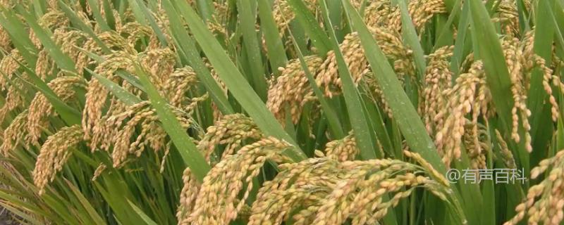 东北水稻亩产量的相关信息