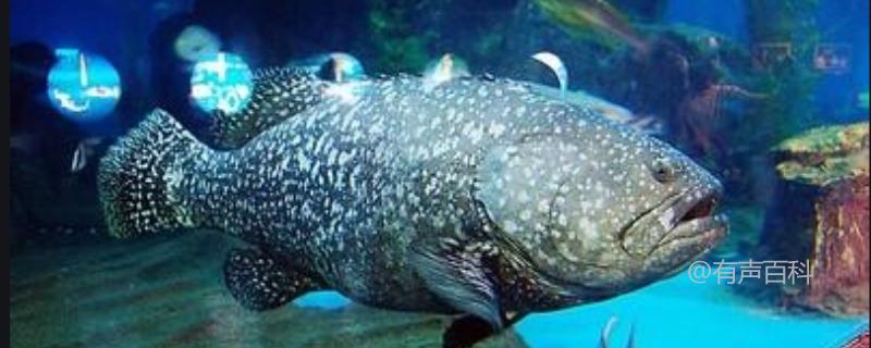 石斑鱼的种类介绍及常见种类有哪些？