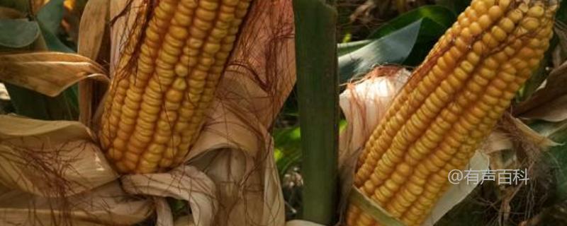 秋乐368玉米的种植特点和优势