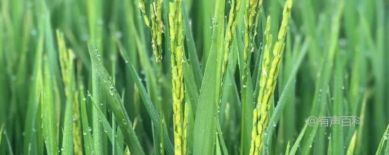 福湘优1466水稻品种特点及栽培技术详解