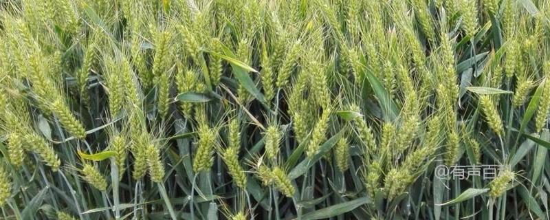 优质小麦品种及其特点