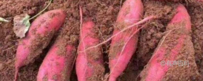 西瓜与红薯详细介绍，种植要点分析