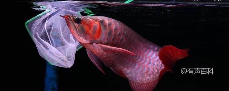 混养银龙鱼：适合与银龙鱼混养的鱼种及风格