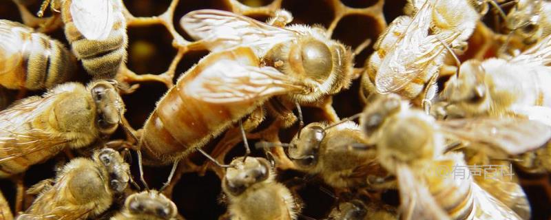 蜜蜂生产蜂王培育技术，交尾控制大揭秘！