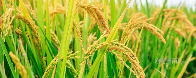 荆两优8913水稻种子介绍及播种时间