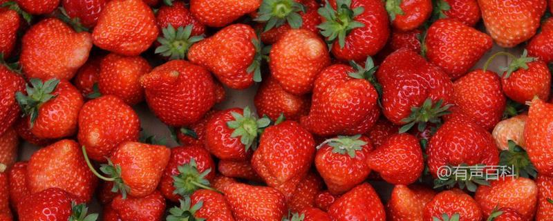 四季草莓的特点和四季都结果