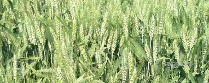 藁优5766小麦的特性特点