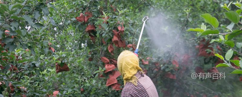 夏季苹果园喷药禁忌：温度高、露水未干时慎用