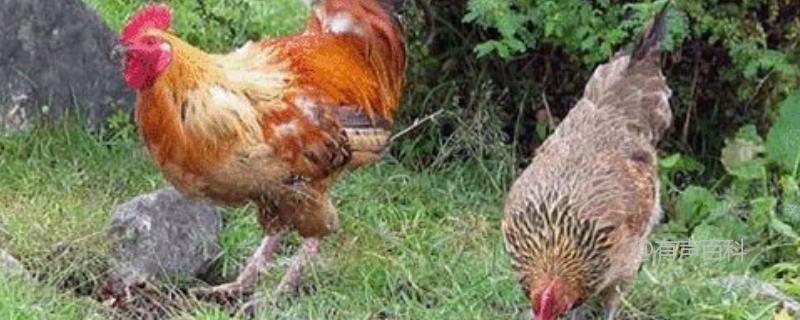 鸡的养殖技术与疾病防治，详解养殖技巧与防治