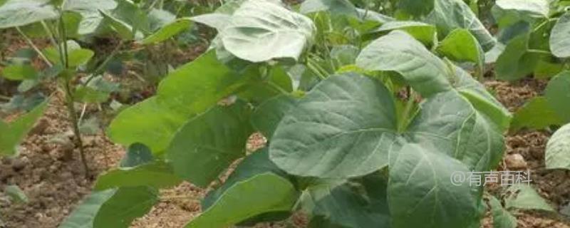 秋季黄豆播种时间及播种方法步骤
