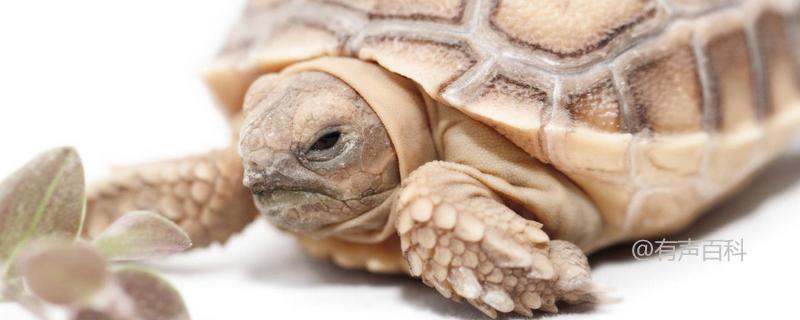 草龟和石板龟有何不同？适合作为宠物的龟类品