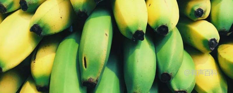 生香蕉如何快速催熟，6种方法分享