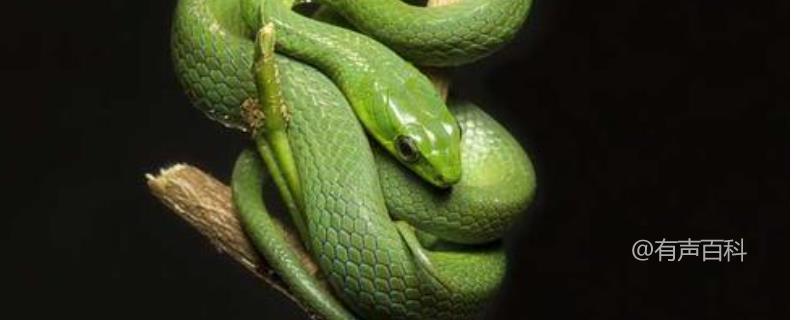 翠青蛇养护技巧，蛇种选择与饲养方法