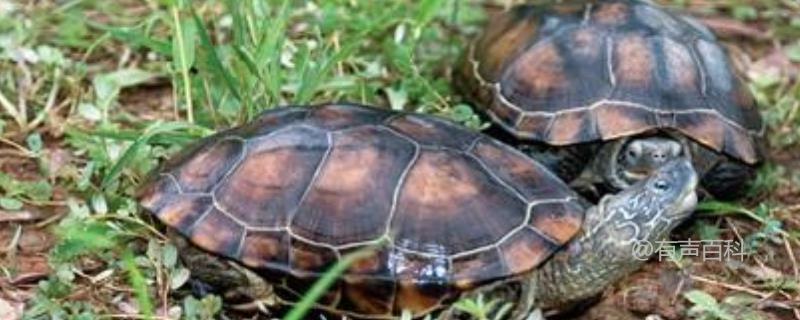 草龟品种大全，包括7种主要品种