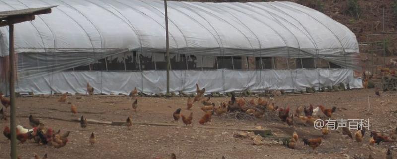 养鸡场禽流感预防措施，确保家禽健康安全