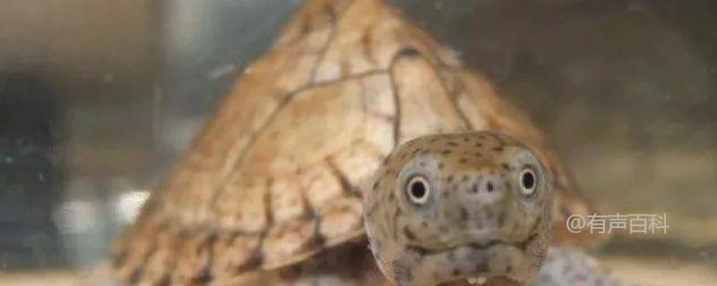 白唇蛋龟是深水龟吗？它是一种深水龟，通常栖