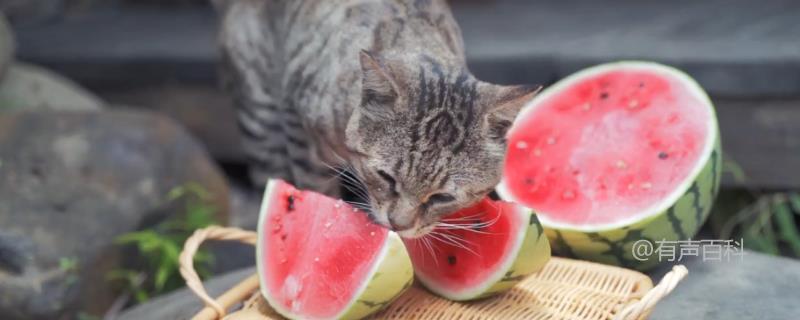 猫可以吃杨梅吗？杨梅果核较大不适合猫食用