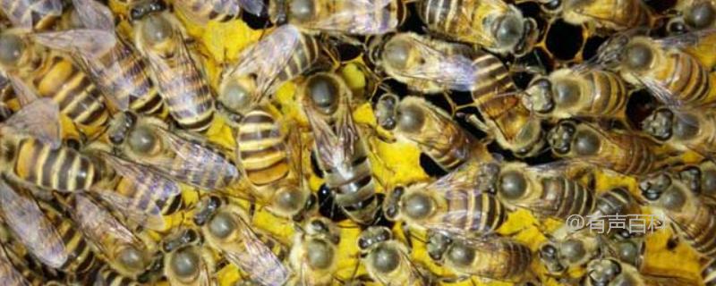 中蜂秋季繁殖方法与分蜂技巧