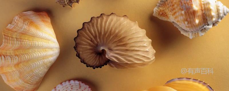 如何养海螺，模拟海水环境，让其正常生存