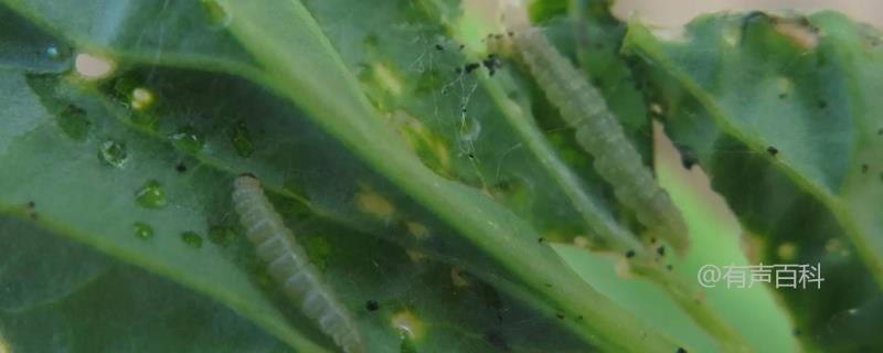 蔬菜小菜蛾防治方法，虫害高发地区轮作瓜豆类