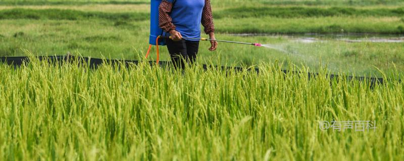 优质水稻施肥技巧：扬花期和灌浆期如何喷施磷酸二氢钾