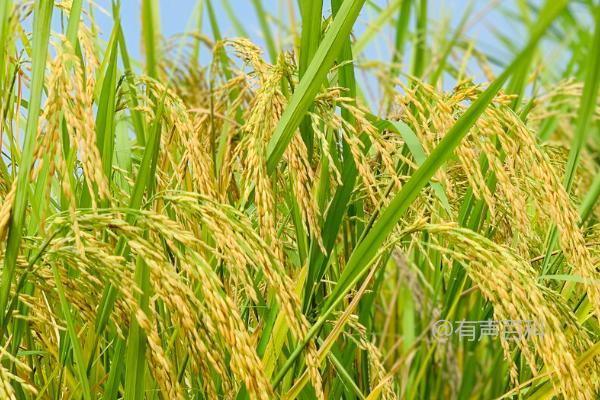 优质水稻施肥技巧：扬花期和灌浆期如何喷施磷酸二氢钾