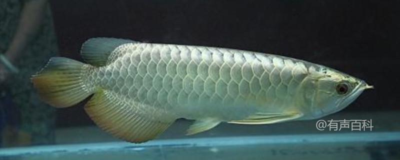 银龙鱼如何区分公母？详解银龙鱼的繁殖习性