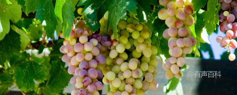 北方葡萄成熟时间及葡萄苗繁殖方法