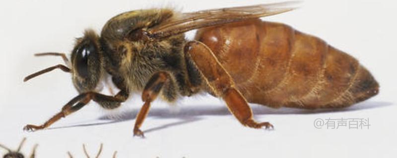养蜜蜂蜂王不走技术大揭秘：逃跑原因及移虫育