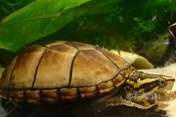 果核龟成年个体能长到多大，通常为12厘米左右