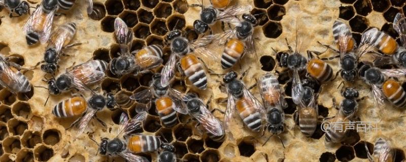 养蜜蜂的新手应该怎么做？操作指南
