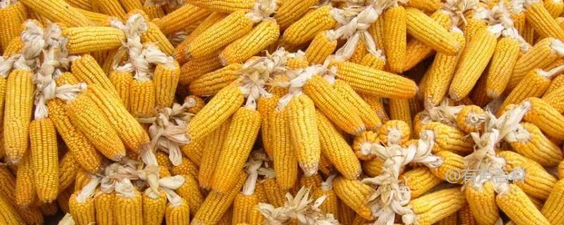 玉米种植技术及不同品种的生长特征