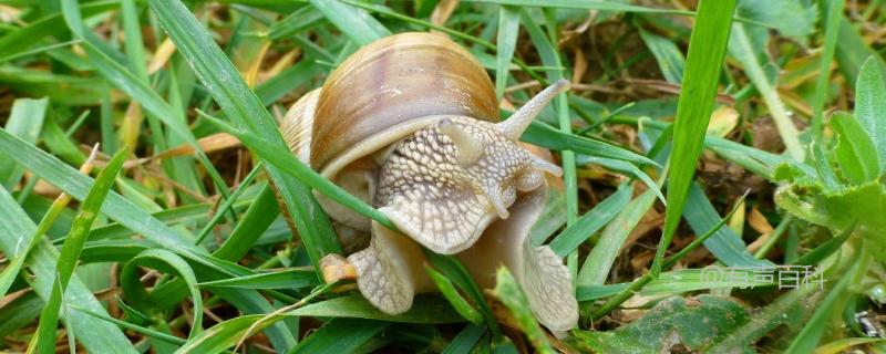 白玉蜗牛“三高”养殖新技术，详细介绍全解析