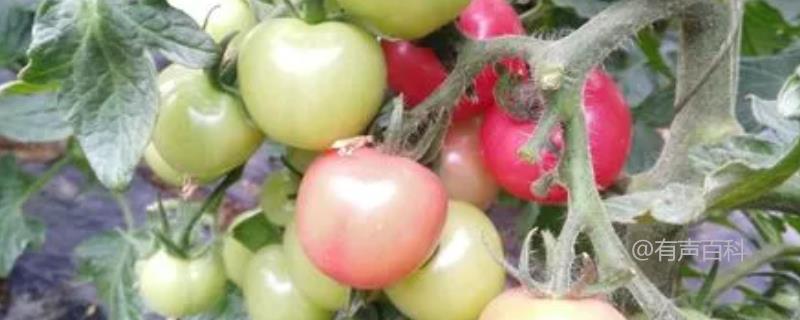 如何防治番茄籽粒外露问题，选择优良品种是关键