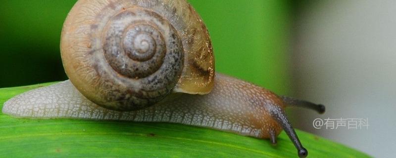 蜗牛养殖前景与药用价值一览
