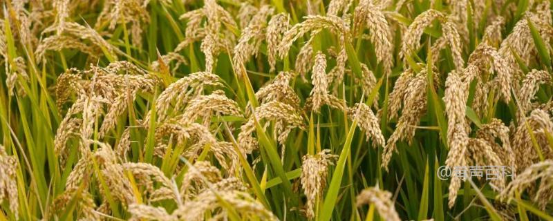 华浙优26水稻种品种简介，全生育期148.5天