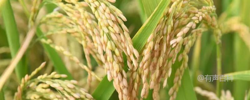 蜀优669水稻品种特性及秧田播种量介绍 - 每亩10.0
