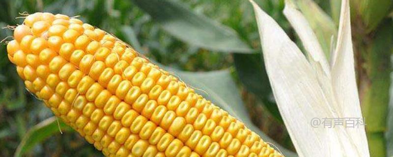 东单176玉米品种特点及适宜种植土壤类型介绍