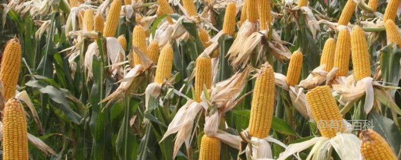中单909玉米种的特点及黄淮海地区生长周期为101