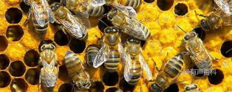 土蜂割蜜技巧及注意事项，土蜂割蜜最佳时间推