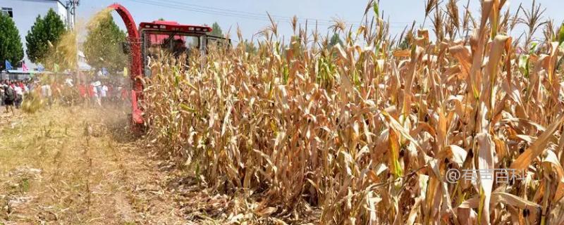 玉米秸秆还田的利与弊
