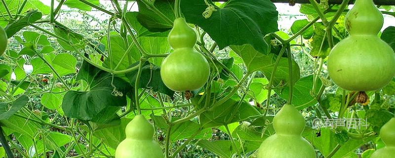 葫芦种子价格、种植方法及栽培条件与催芽技巧