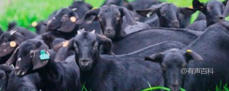 黑山羊养殖饲养技巧，农作物秸秆喂羊方法介绍