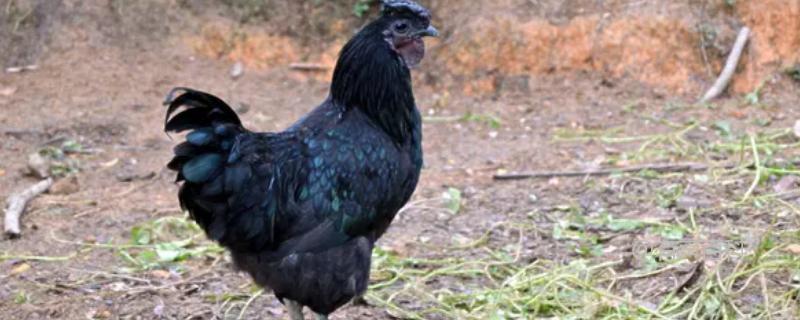 中国顶尖的四大黑鸡品种是哪些？