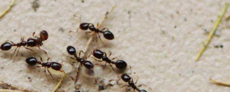 蚂蚁的身体结构：头部、胸部和腹部详解